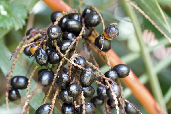 Can saw palmetto treat an enlarged prostate?
